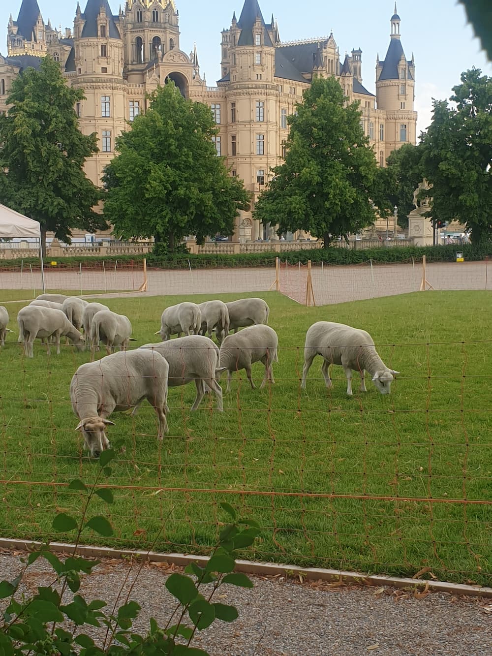 Theaterschafe, im Hintergrund das Schweriner Schloss, © Privat